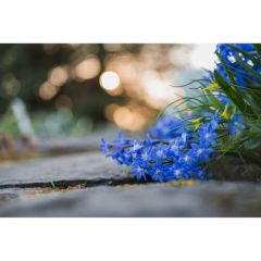 Nikon Z MC 50mm f/2.8 Lens (2400 TL Geri Ödeme)