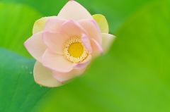 Sigma 90mm f/2.8 DG DN Contemporary Lens (Sony E)