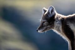 Tamron 150-500mm f/5-6.7 Di III VC VXD Lens (Nikon Z)