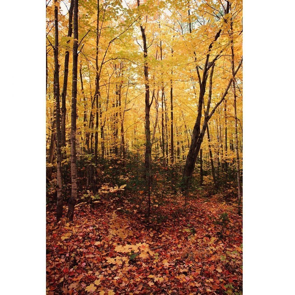 Savage (U.S.A) Autumn Forest (Sonbahar Ormanı) Printed Vinyl Backdrop
