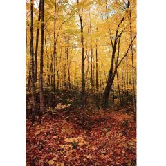 Savage (U.S.A) Autumn Forest (Sonbahar Ormanı) Printed Vinyl Backdrop